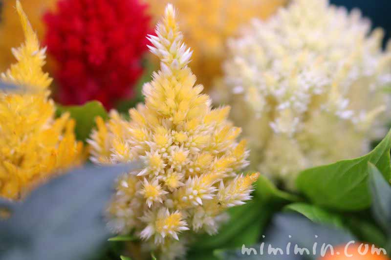ケイトウの花言葉 名前の由来 花の写真 みみみんブログ