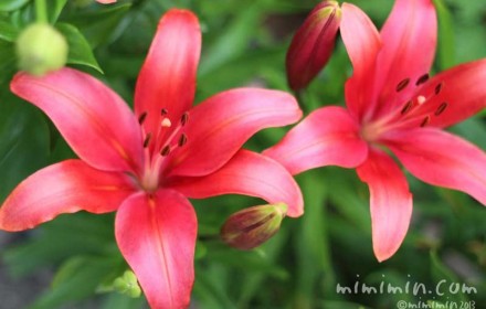 スカシユリの花（赤）の写真