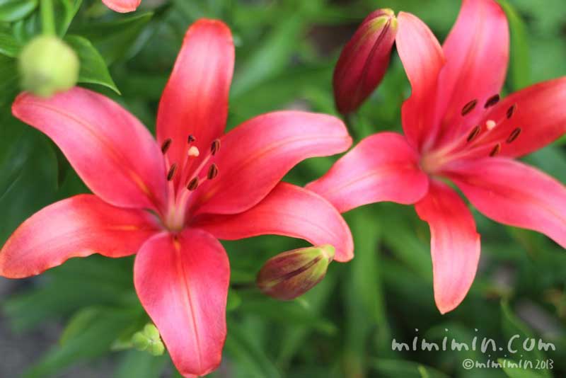 赤いスカシユリの花の写真