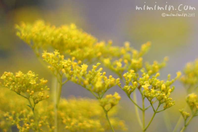 オミナエシ（女郎花）の黄色い花の写真