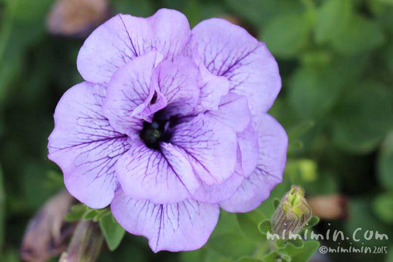 紫の八重咲きペチュニアの写真