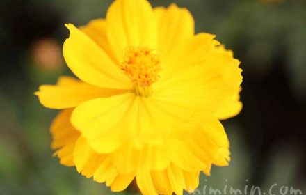キバナコスモスの花言葉・名前の由来・花の写真の画像