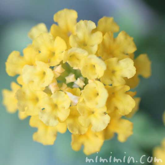 ランタナの花・黄色の写真