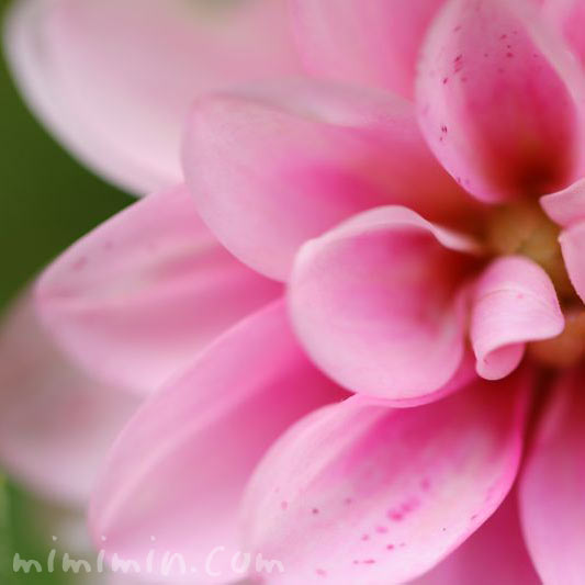 ダリアの花・ピンクの画像