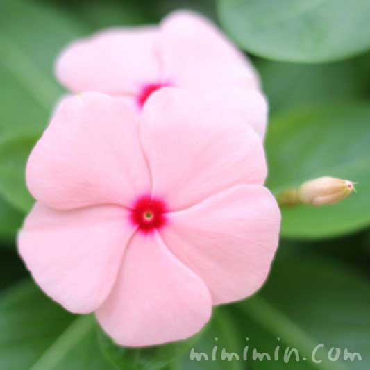ピンク色の日々草・ニチニチソウの花の画像