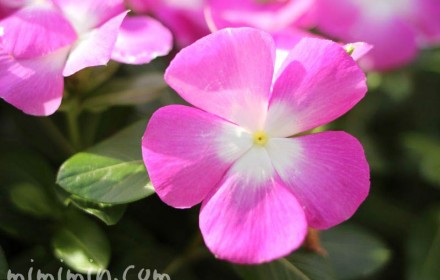 ニチニチソウ・日々草・ピンク色の花の写真
