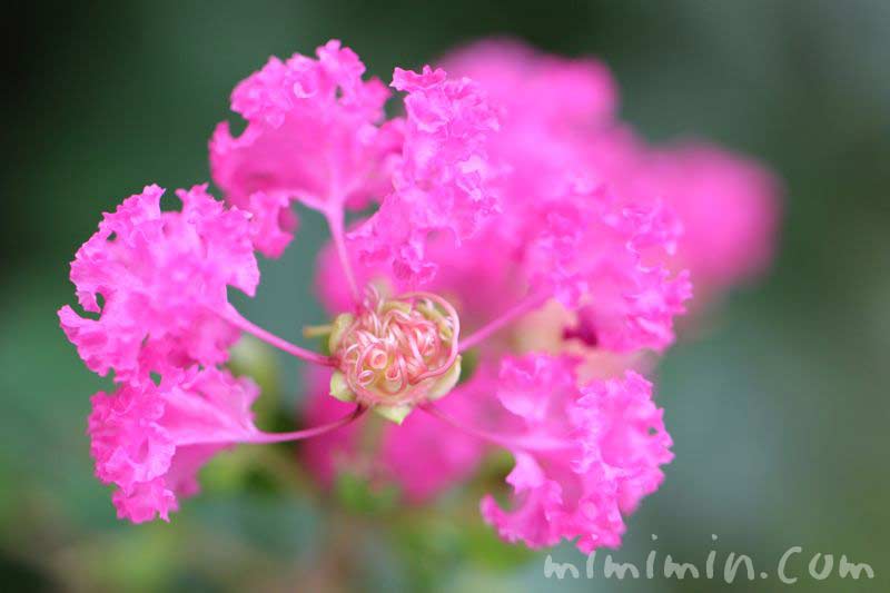 百日紅のピンクの花の写真