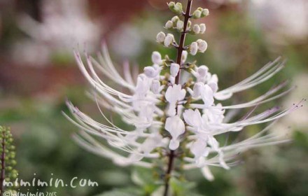 ネコノヒゲの花（白）の写真