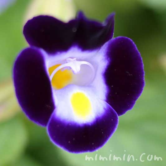 トレニアの花（紫色）の写真