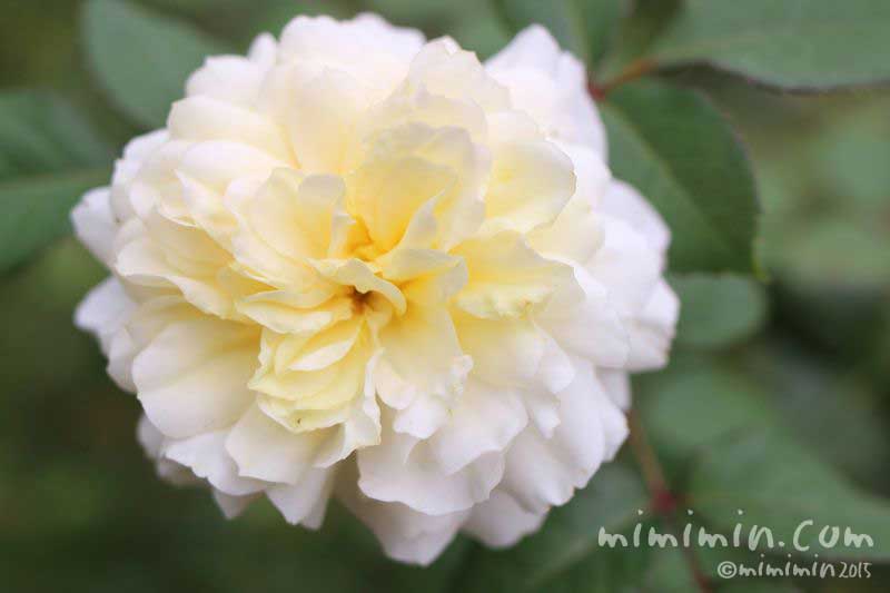 クリーム色のバラの写真 バラの花言葉 みみみんブログ