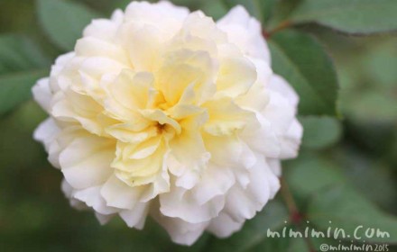 クリーム色のバラの写真