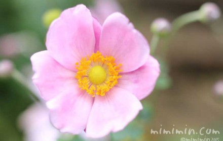 シュウメイギク（秋明菊）の花の写真