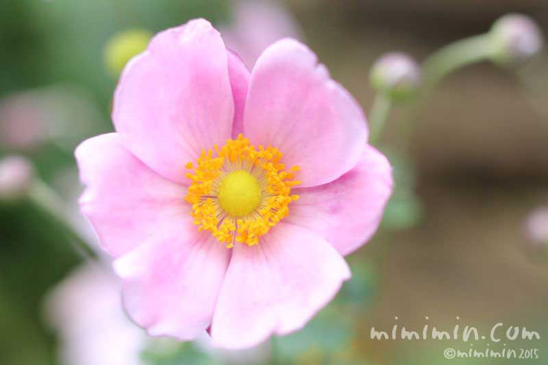 シュウメイギク（秋明菊）の花の写真