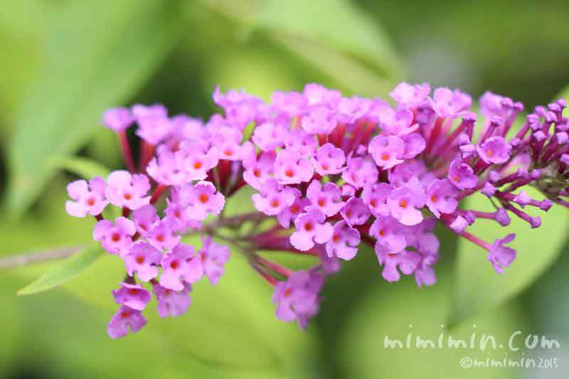 ブッドレアの花言葉 別名 名前の由来 特徴 花の写真 みみみんブログ