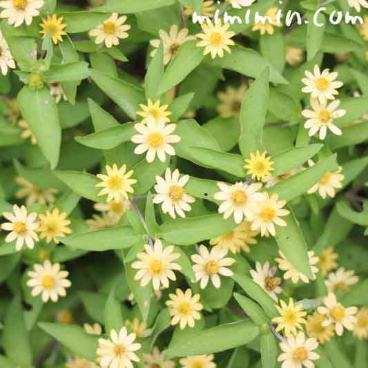 メランポジウム メランポジューム の花言葉 花の写真 みみみんブログ