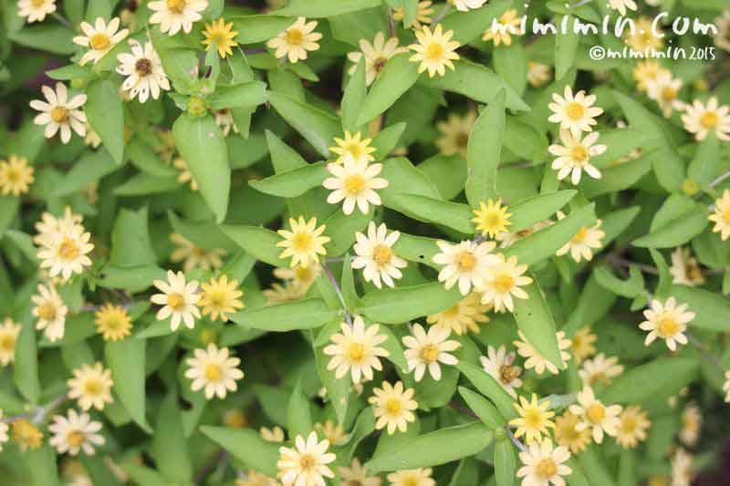 メランポジウム（メランポジューム）の花の写真