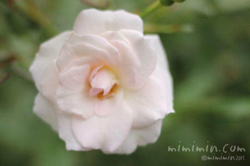 薄いピンクがかった白バラの花の画像
