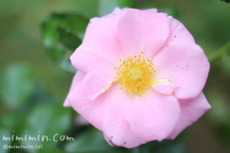一重咲きのバラのの写真