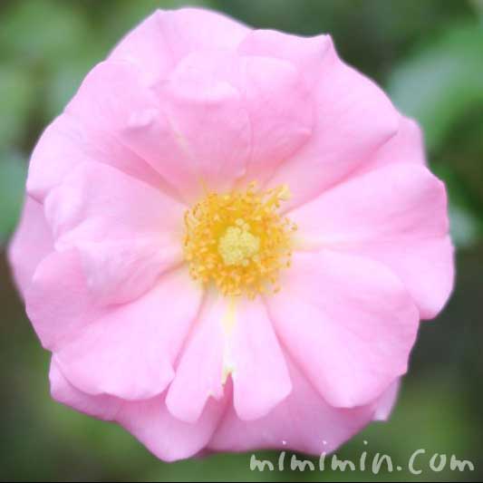 一重咲きのバラの花（薄ピンク）の写真
