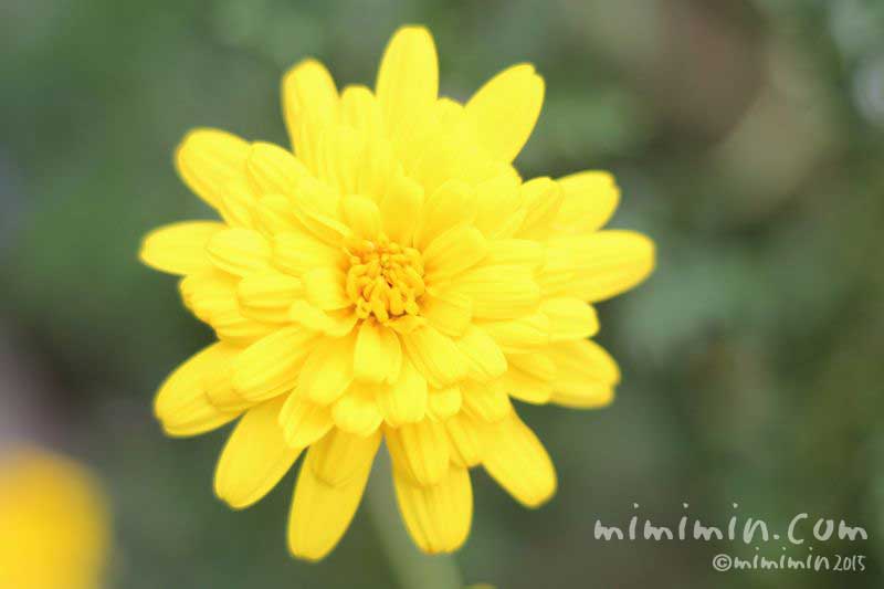 ユリオプスデージーの花（八重咲き）の写真