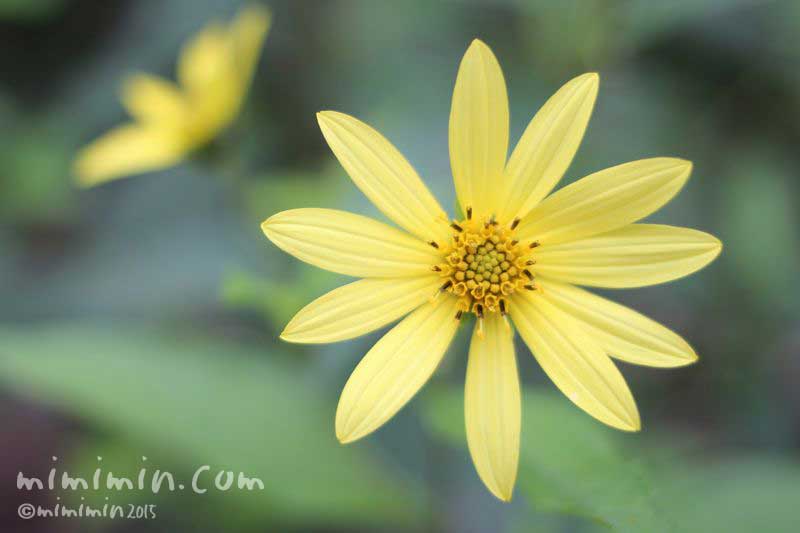 キクイモ 菊芋 の花言葉 花の写真 みみみんブログ
