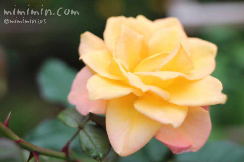黄色の薔薇（バラ）の写真
