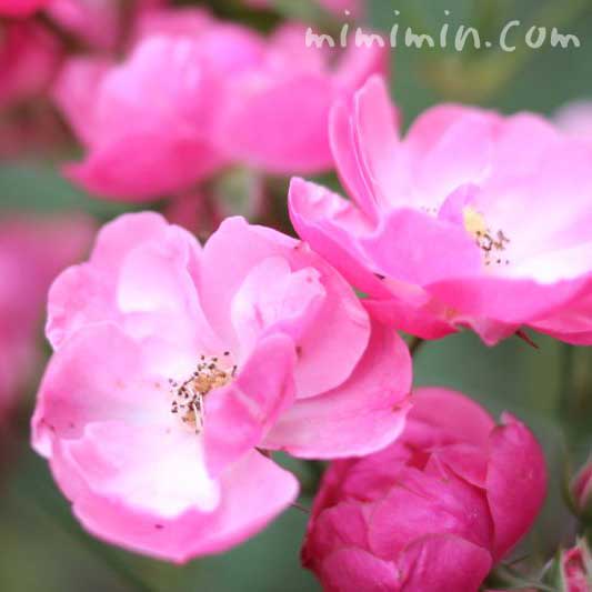 つるバラ アンジェラ の写真 バラの花言葉 みみみんブログ