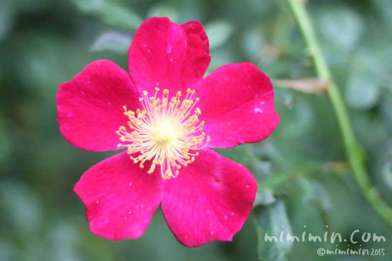 赤いバラの花（一重咲き）の画像