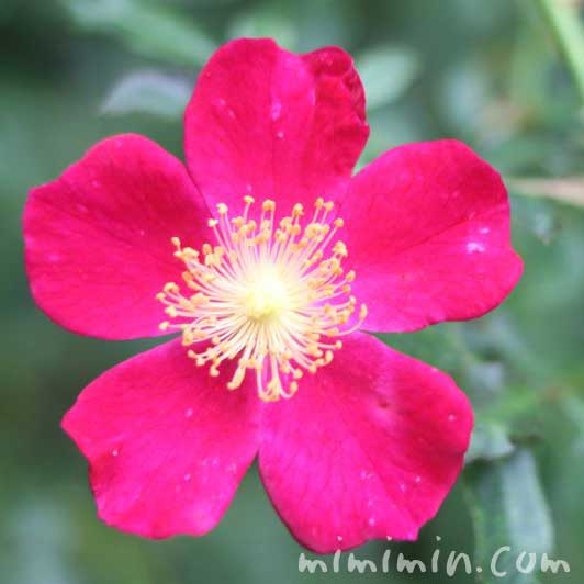 一重咲きの赤いバラの写真