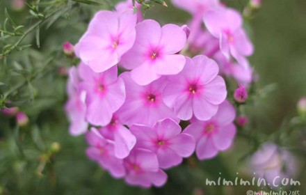 ピンク色のフロックスの花の写真