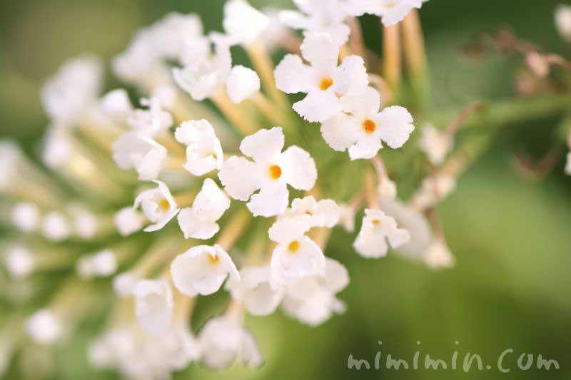 ブッドレアの花・白の写真