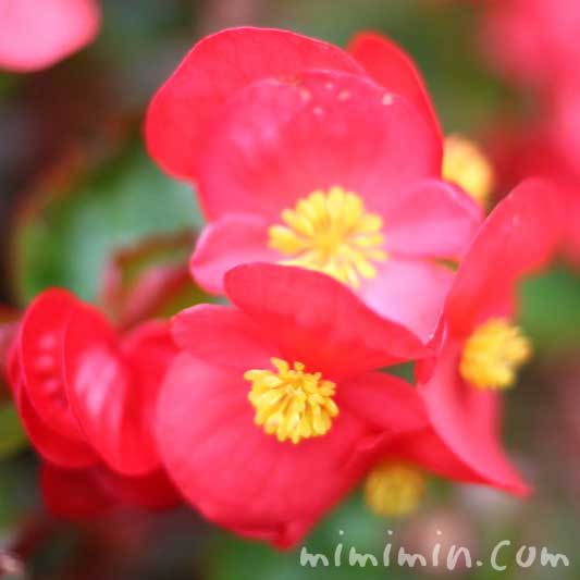 ベゴニアの花言葉 名前の由来 ベゴニアの花の写真 みみみんブログ