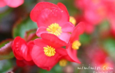 ベゴニアの花（赤）の写真