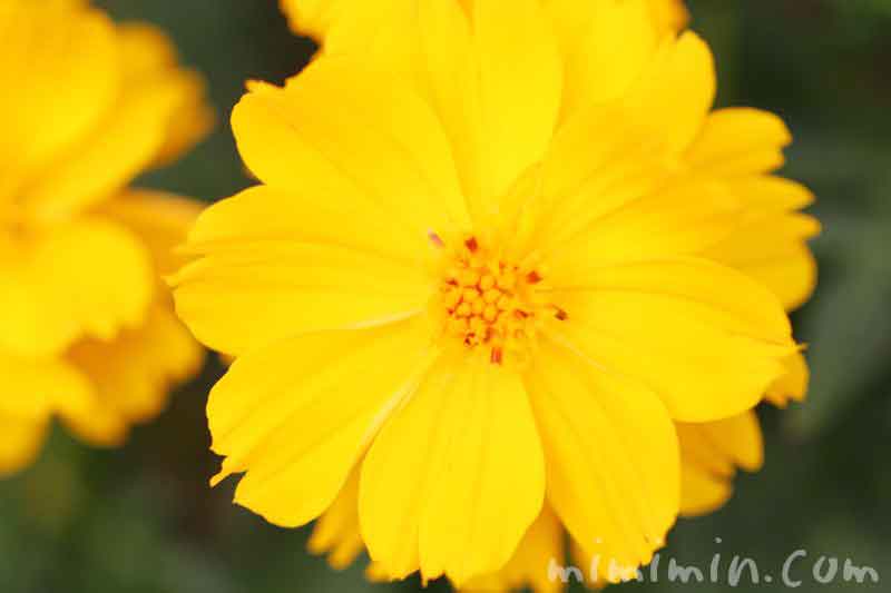 キバナコスモスの花の写真 花言葉
