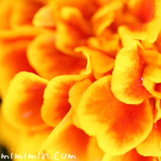 黄色✕赤のマリーゴールドの花の写真