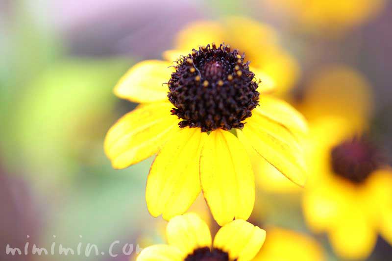 サンビタリアの写真と花言葉の画像