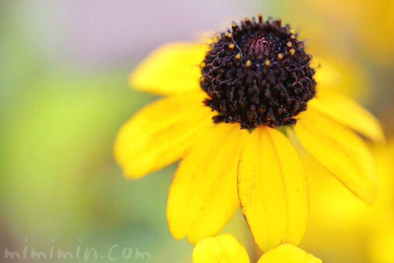 サンビタリアの花の写真 花言葉