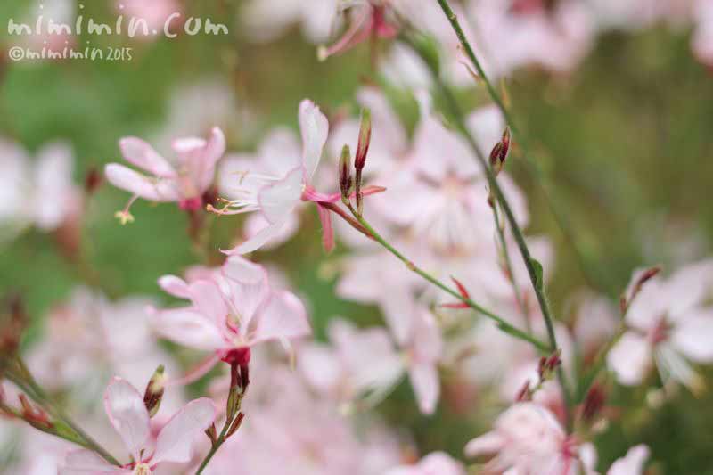 ガウラ ハクチョウソウ の花言葉 花の写真 白蝶草 みみみんブログ