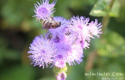ミツバチとアゲラタムの写真