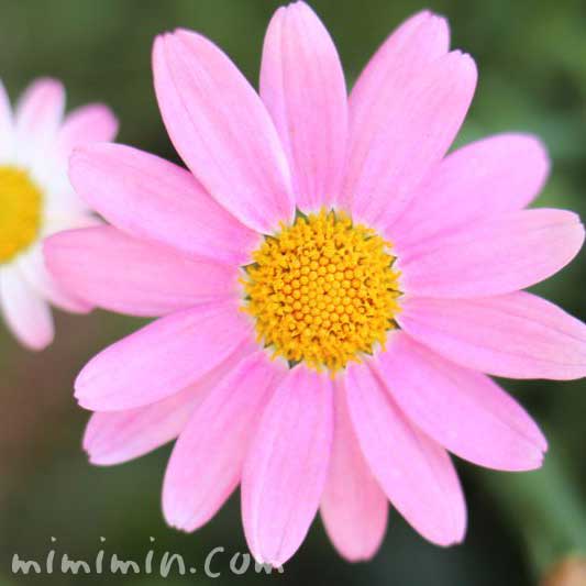 ピンク色のマーガレットピンク色のマーガレットの花の写真