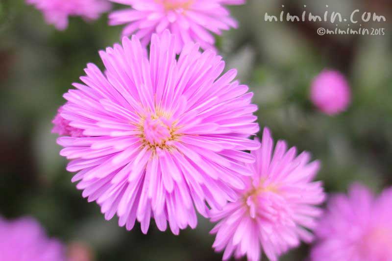 お散歩フォト クジャクソウ ピンク色の孔雀草の写真 みみみんブログ