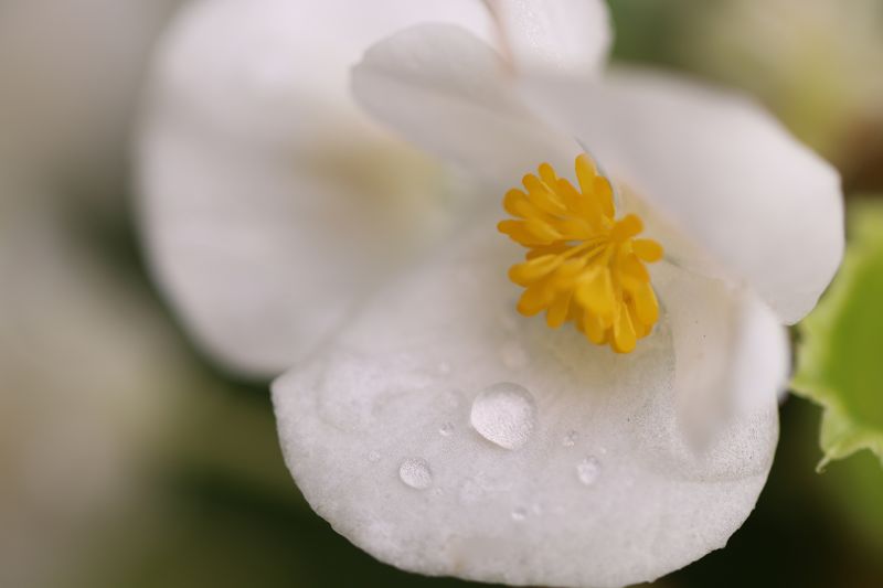 ベゴニア センパフローレンスの白い花の画像