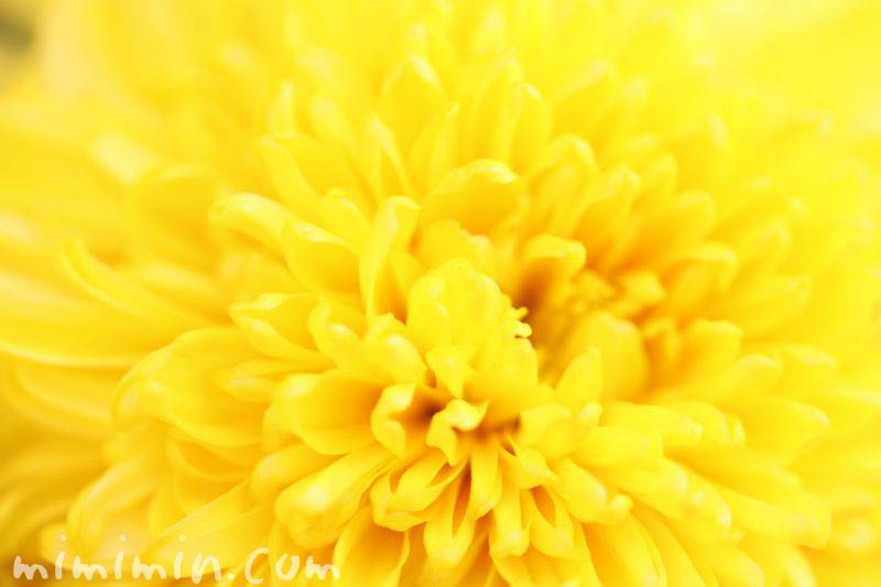 黄色い菊の花の写真