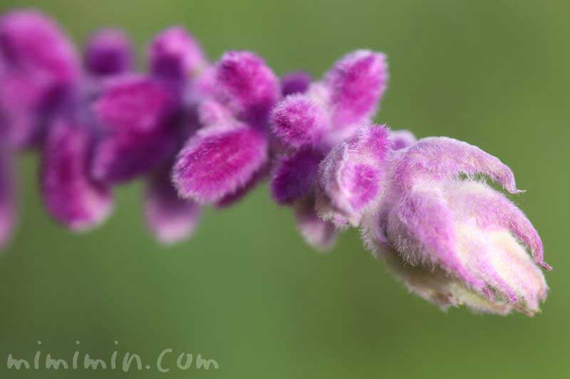 サルビアレウカンサの花言葉の画像
