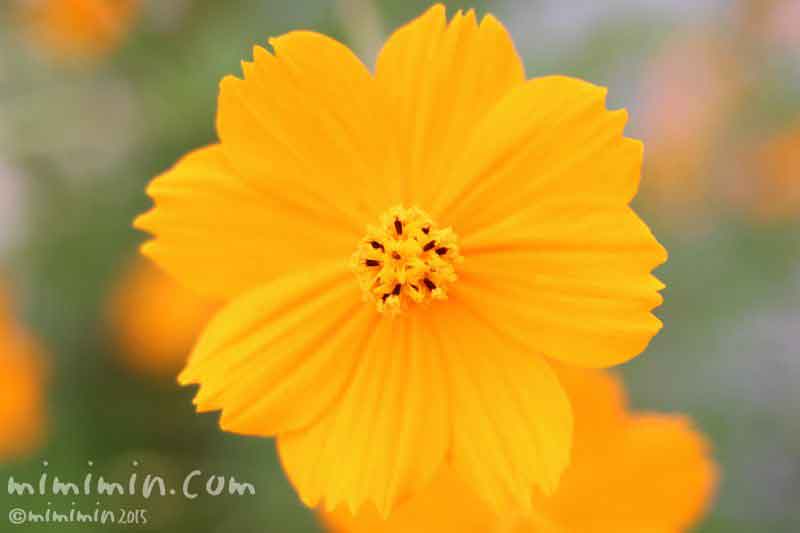 オレンジ色の黄花コスモスの花の画像
