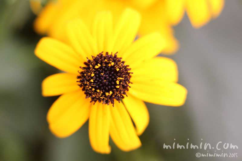 ジャノメギク 蛇の目菊 の花の写真 花言葉 みみみんブログ