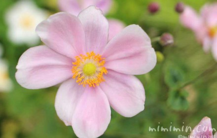 ピンク色の秋明菊（シュウメイギク）の写真
