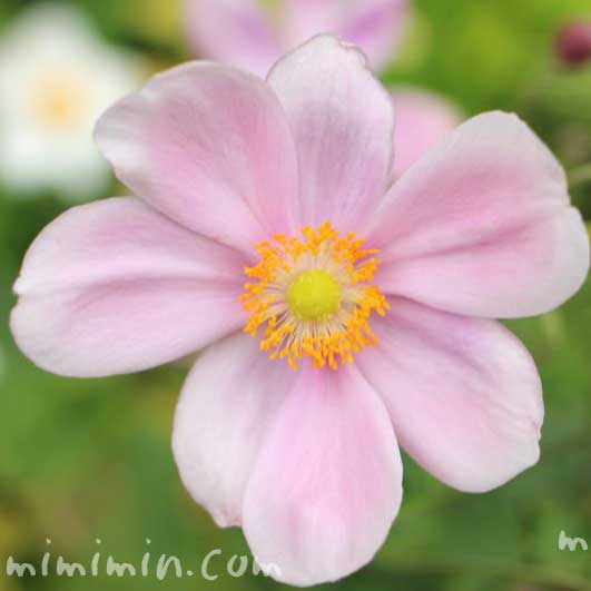 秋明菊（ピンク）の画像