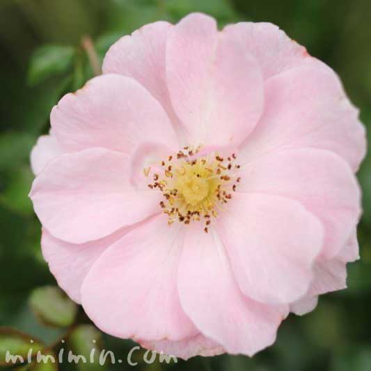 薔薇（薄いピンクの一重咲きのバラ）の写真