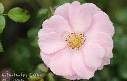 薔薇（薄いピンクの一重咲きのバラの花）の写真